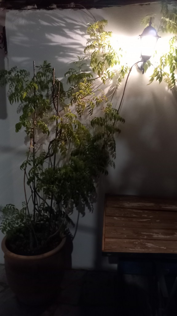 The morning started well with a cup of tea in the courtyard