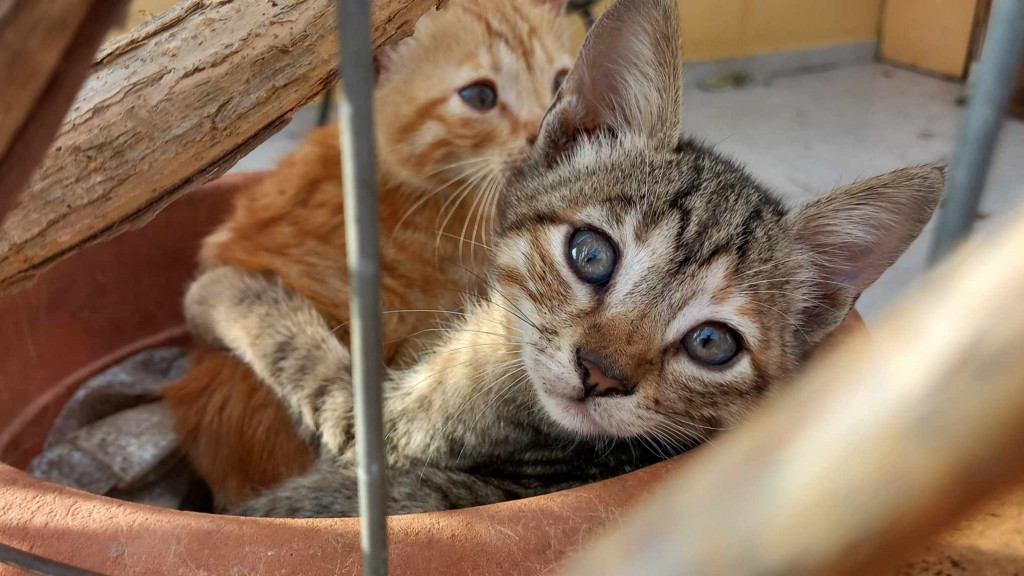 An unrelated cat photo.