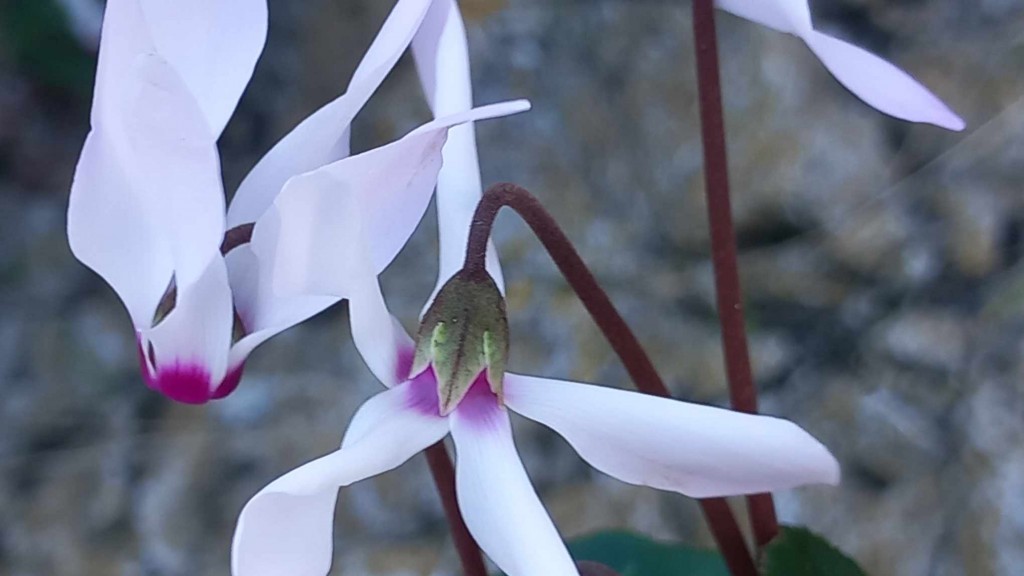 993165bd-39bb-43d2-a2ef-fd3343cb7816