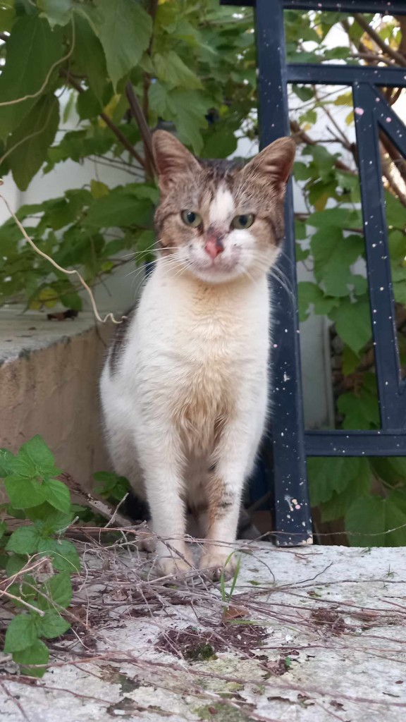 Messenger_creation_5de08bad-4415-4bde-8b30-deb6bda0c7a7