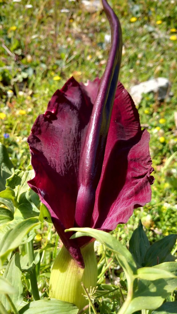 f45abe01-8561-4624-8d4a-cc2762cfc1e2