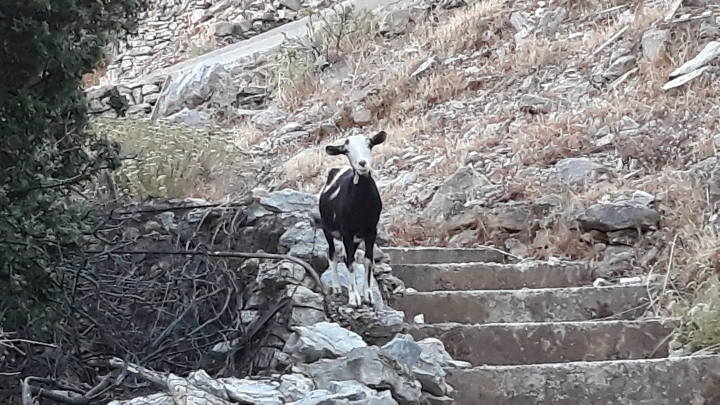 As often seen on my morning stroll if I go up to Periotisa.