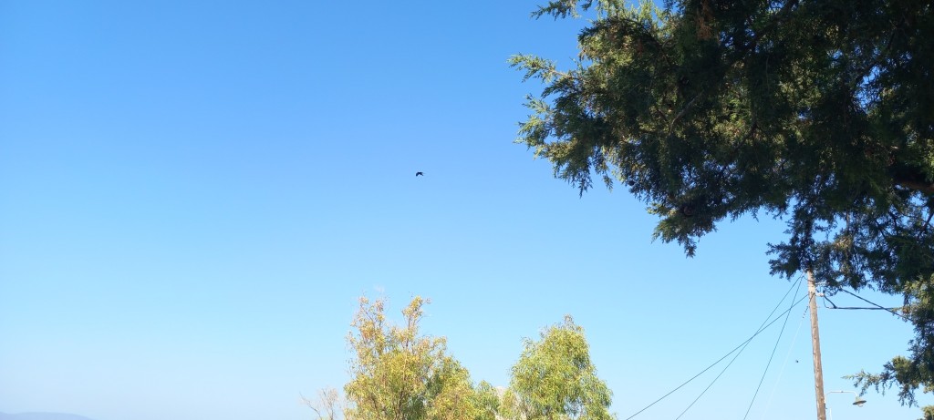 Excellent shot (not) of a raven passing over head.