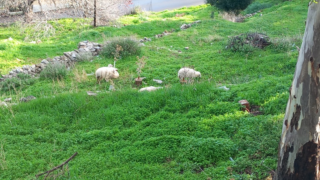 Sheep grazing on the enw grass.